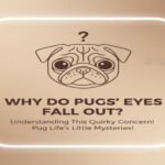 Do Pugs’ Eyes Fall Out A Veterinarian-Level Explanation for Every Owner