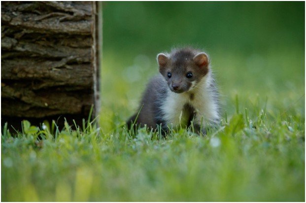 Cultural Interpretations and Global Symbolism