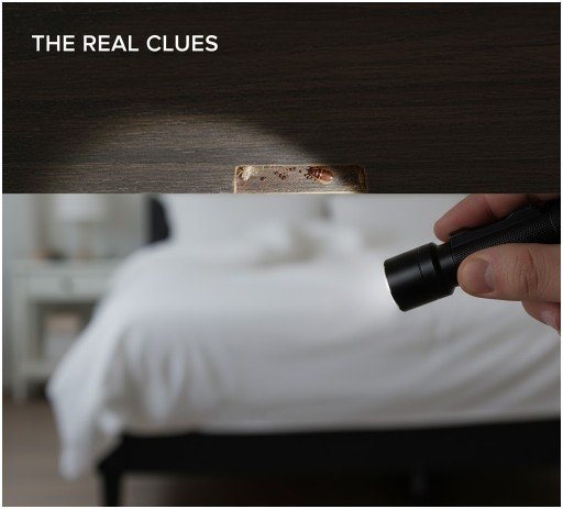 Why Should You Know How to Check for Bed Bugs?