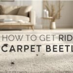 how to get rid of carpet beetles