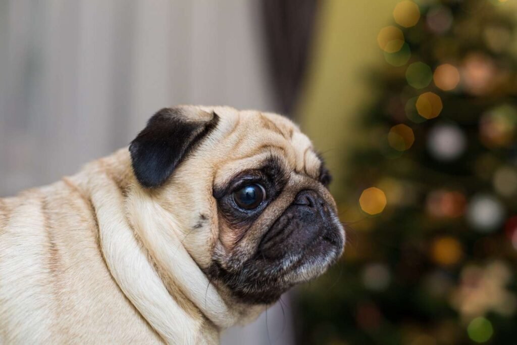 What To Do if Your Pug’s Eye Pops Out