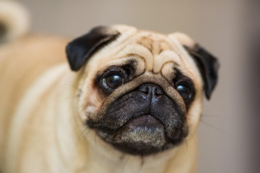 Why Are Pugs More Prone to Eye Problems