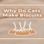 Why Do Cats Make Biscuits A Friendly Expert Explanation