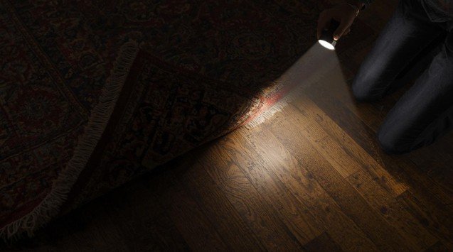 Where Do Carpet Beetles Hide and How Do You Track Them Down?