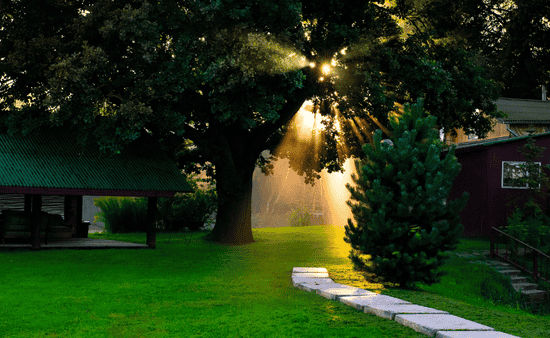 Sustainable and Low-Maintenance Options